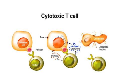 cytotoxic t cells are similar to